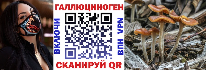 Псилоцибиновые грибы Cubensis  Железноводск 